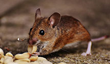 24 Hour & Emergency Exterminators in Nashville, NC